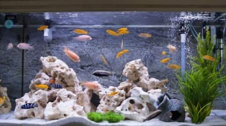 How To Keep Aquarium Water Clean