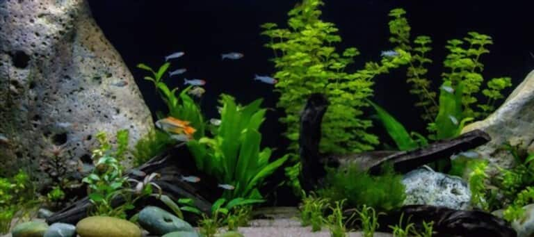 How To Keep Aquarium Sand Clean