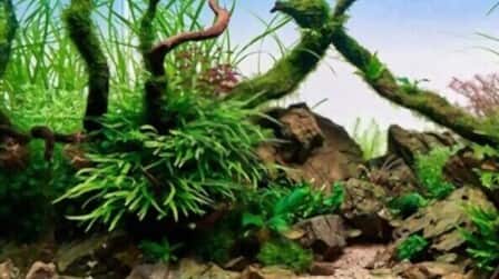 How To Keep Aquarium Sand Clean