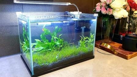 How To Keep Aquarium Warm Without Heater