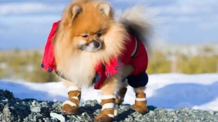 How To Make Dog Boots Stay On