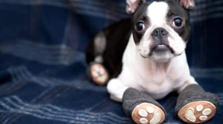 How To Make Dog Boots