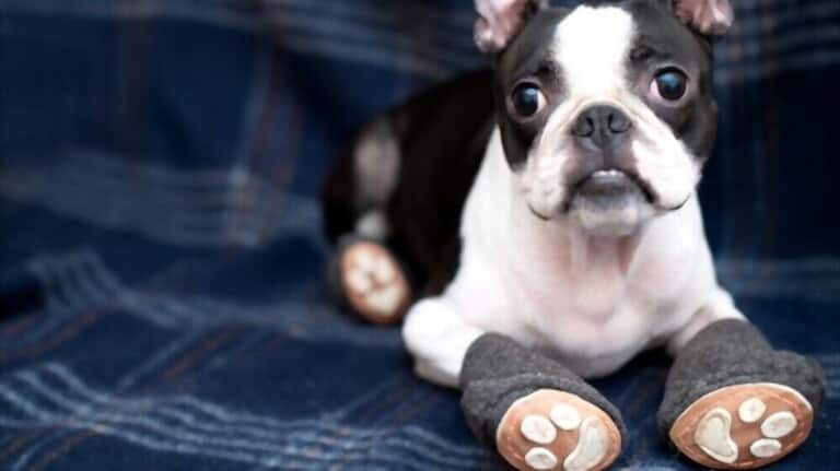 Dog Boot Pattern How To Make Dog Boots