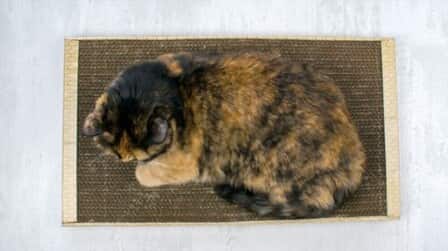 How To Put Catnip On Scratching Post