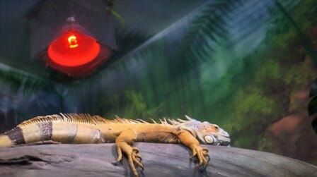 6 Best Reptile Heat Lamp of 2025