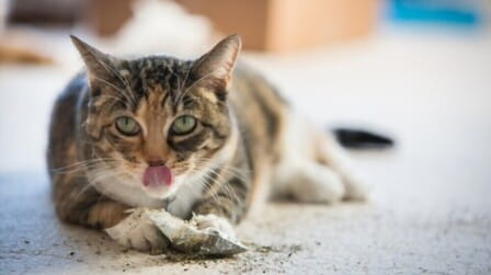 Benefits Of Catnip For Cats