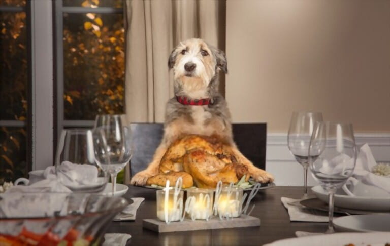 Benefits Of Turkey For Dogs   Benefits Of Turkey For Dogs 