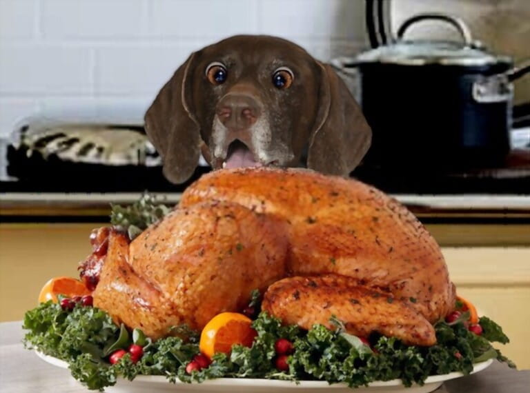 Benefits Of Turkey For Dogs   Benefits Of Turkey For Dogs 