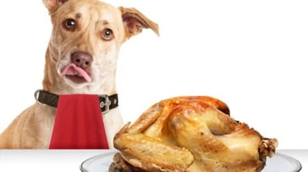 Benefits Of Turkey For Dogs