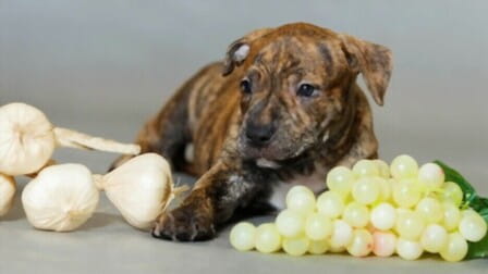Benefits Of Garlic For Dogs