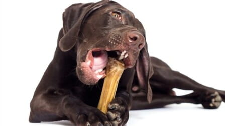 Benefits Of Bone Broth For Dogs