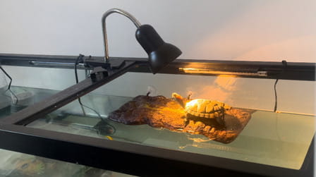 6 Best Basking Light For Turtles of 2025