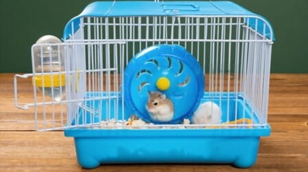 6 Best Hamster Cage For Syrian Hamster of 2025 6 Best Hamster Cage For Syrian Hamster of 2025