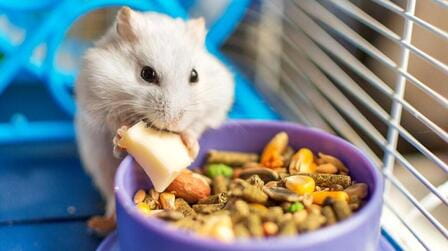 6 Best Hamster Food For Dwarf Hamsters of 2025