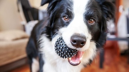 6 Best Dog Toys For Large Dogs of 2025