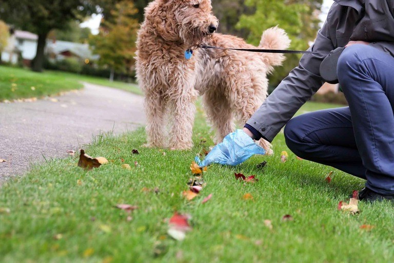 how-to-teach-your-dog-to-poop-outside