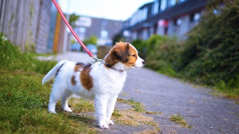 how-to-teach-your-dog-to-poop-outside