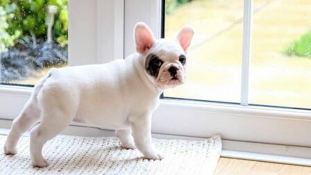 How To Teach Your Dog To Poop Outside