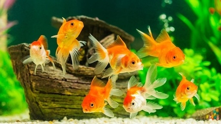 6 Best Aquariums For Goldfish of 2026