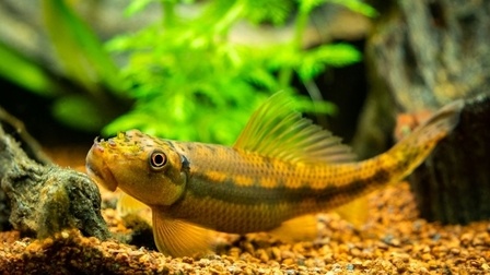 How To Set Up Aquarium With Live Plants