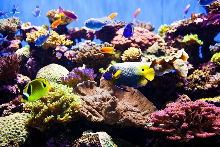 How To Set Up Aquarium With Live Plants