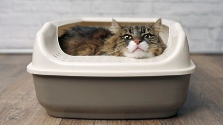 Benefits of Litter Boxes for Cats