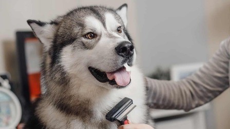 6 Best Grooming Tools For Huskies of 2025