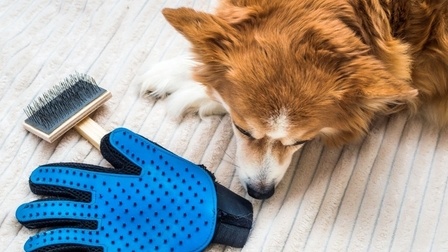 Different Types Of Grooming Brushes For Dogs