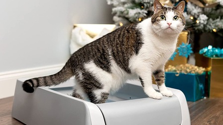 6 Best Litter For Indoor Cats of 2026