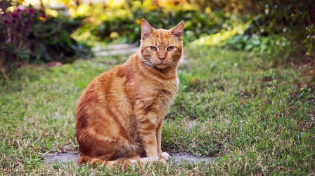 How To Train Cats To Poop Outside?