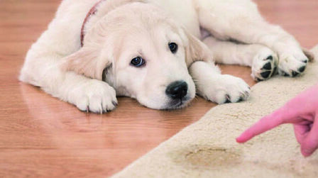 Benefits of Pet Stain Removal Machine