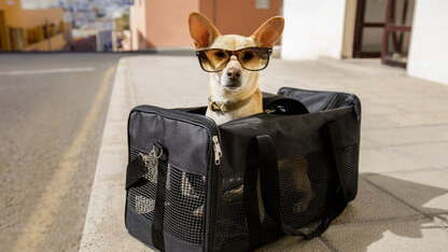 Benefits of Pet Carrier