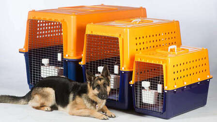6 Best Crates for Big Dogs of 2026