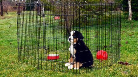 6 Best Outdoor Pen For Dogs of 2026