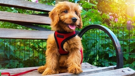 6 Best Dog Harnesses For Puppies of 2026