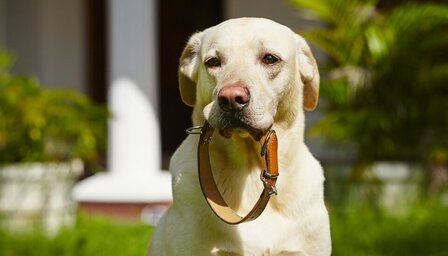 6 Best Collars For Dogs With Sensitive Skin of 2026