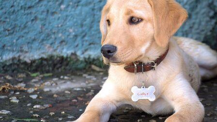 Benefits Of Collars For Dogs You Should Know
