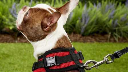 6 Best Leashes For Big Dogs of 2026
