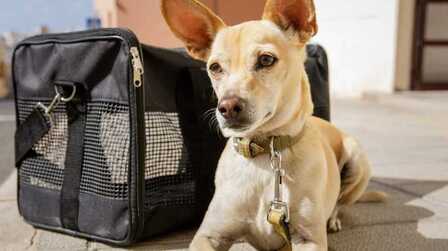 6 Best Hard Case Dog Carrier of 2026