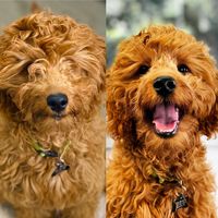 Different Types Of Dog Cuts