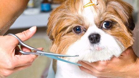 Different Types Of Dog Cuts