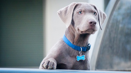 6 Best ID Tags For Dogs of 2026