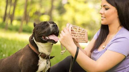 Benefits of Muzzle Training