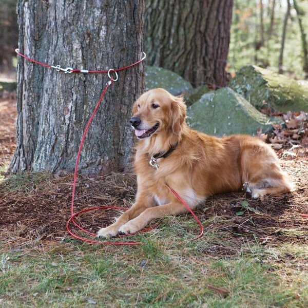 How Can We Use TieOut Cables For Dogs? The Answer That Dog Parents
