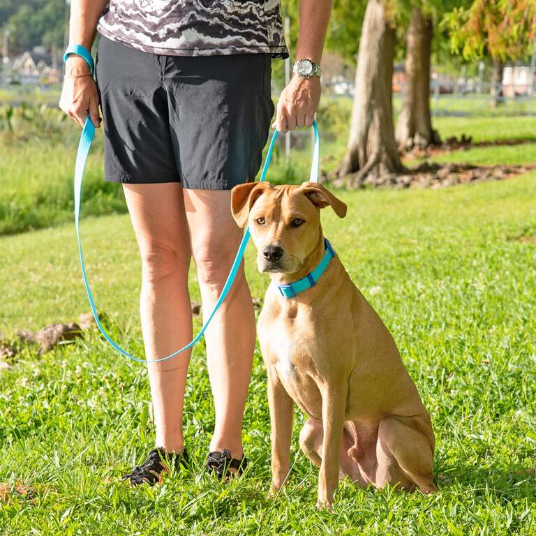How Can We Use TieOut Cables For Dogs? The Answer That Dog Parents