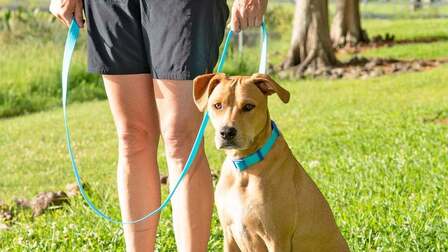 How Can We Use Tie-Out Cables For Dogs? The Answer That Dog Parents Should Know!