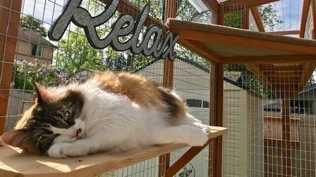 6 Best Outdoor Pens for Cats of 2026