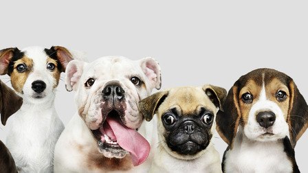 How To Prevent Dogs From Mating