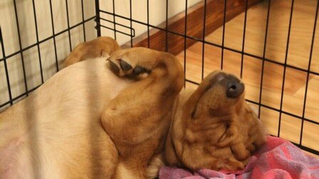 Benefits of Crate Training Dogs