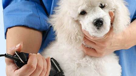 6 Best Clippers For Poodles Hair of 2026